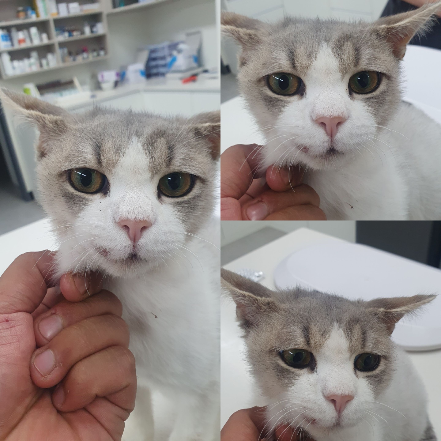 믹스묘 이미지 파일 입니다.